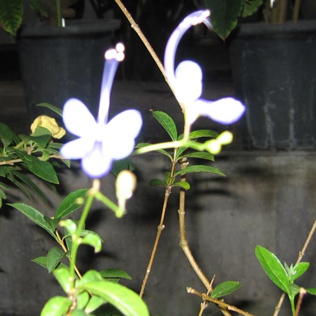 f:id:atarou:20091128052918j:image
