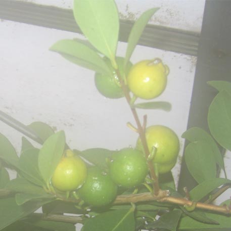 f:id:atarou:20091128052919j:image