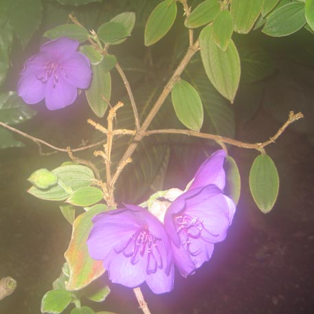 f:id:atarou:20091128054502j:image