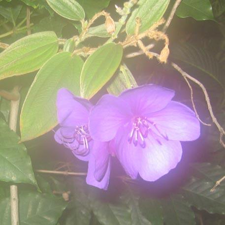 f:id:atarou:20091128054503j:image