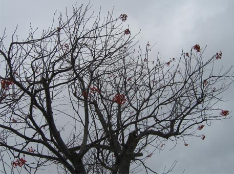 f:id:atarou:20091130065118j:image