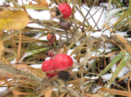 f:id:atarou:20091130070250j:image