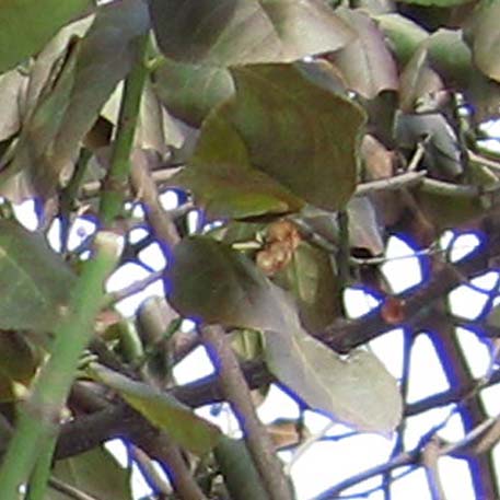 f:id:atarou:20100301200759j:image