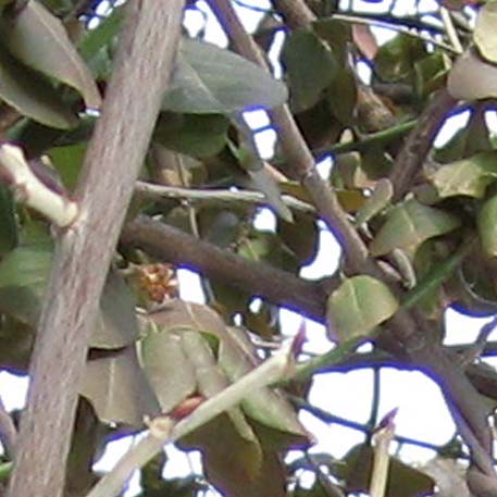 f:id:atarou:20100301200803j:image