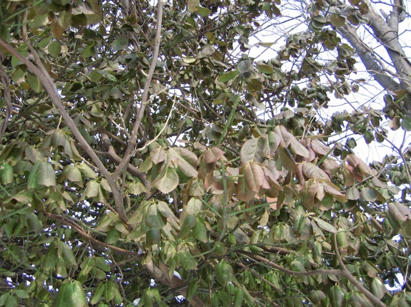 f:id:atarou:20100302065524j:image