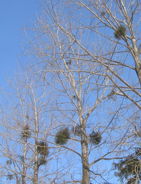 f:id:atarou:20100303054259j:image f:id:atarou:20100303054259j:image