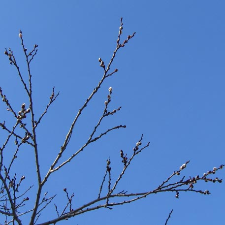 f:id:atarou:20100303055509j:image f:id:atarou:20100303055509j:image