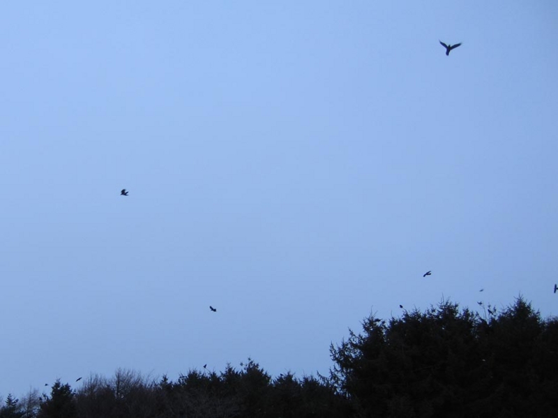f:id:atarou:20100305041609j:image