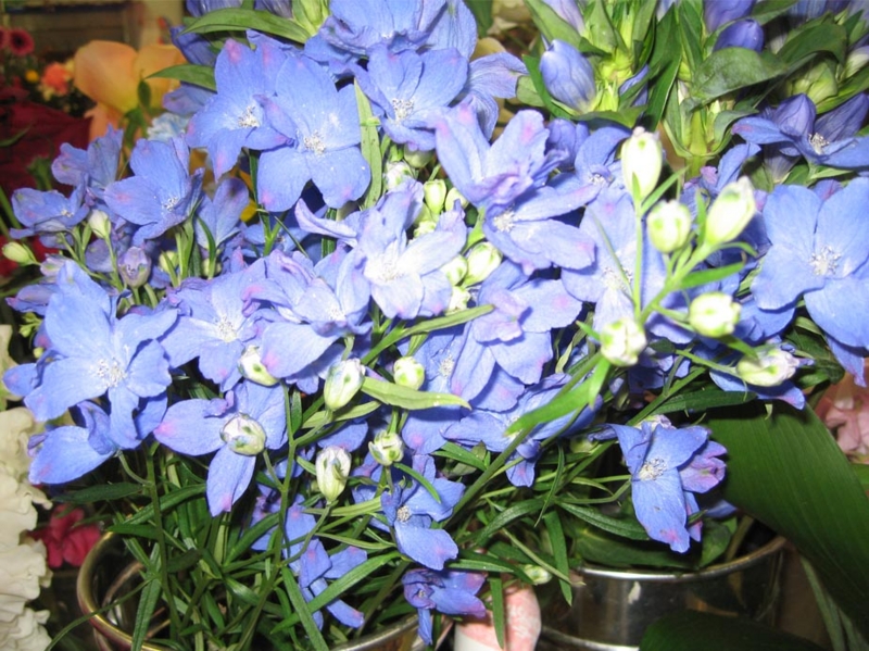 f:id:atarou:20100306053128j:image
