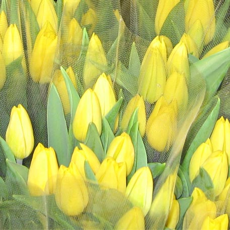 f:id:atarou:20100306053133j:image
