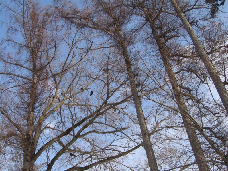 f:id:atarou:20100307063949j:image