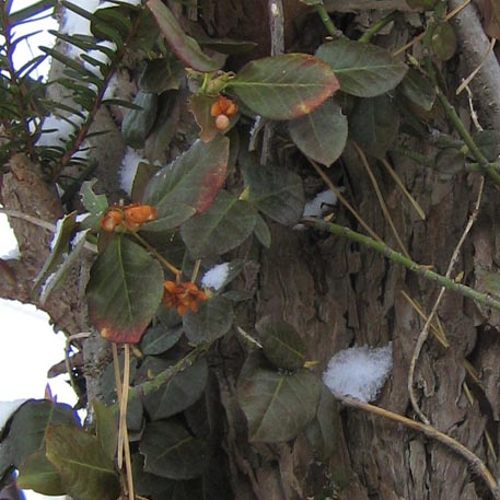 f:id:atarou:20100307181153j:image