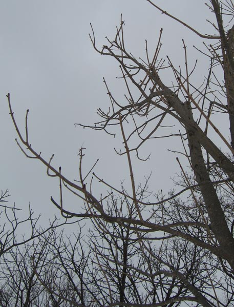 f:id:atarou:20100309191303j:image
