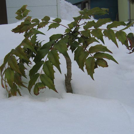 f:id:atarou:20100310055347j:image