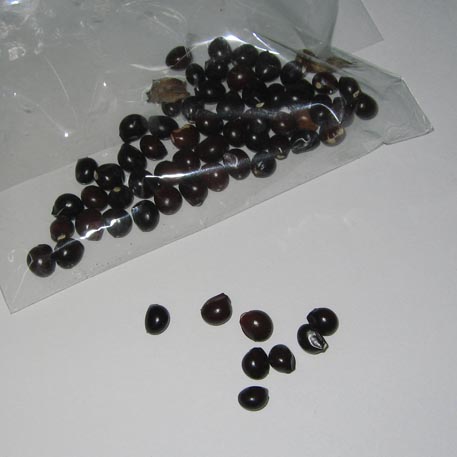 f:id:atarou:20100312061841j:image