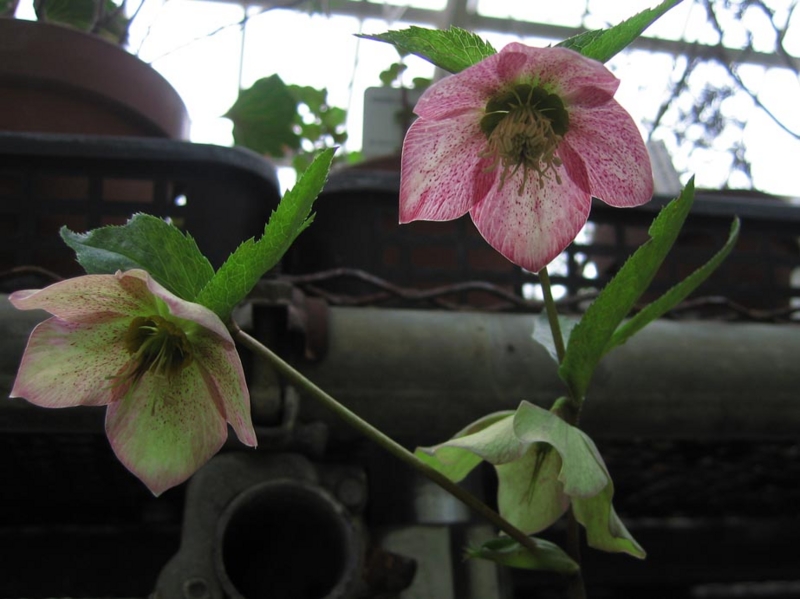 f:id:atarou:20100312204056j:image