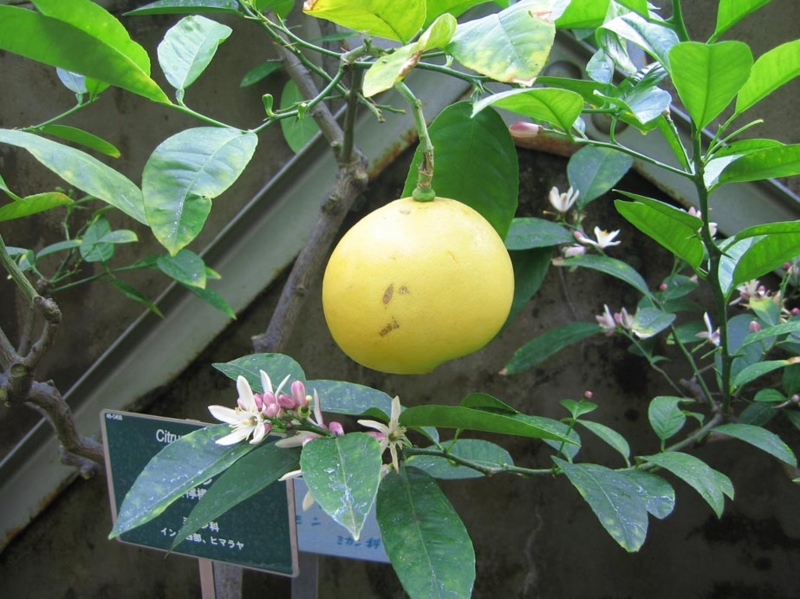 f:id:atarou:20100313055226j:image