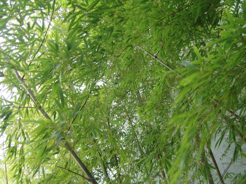 f:id:atarou:20100313195750j:image