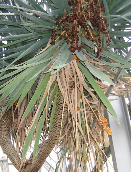 f:id:atarou:20100313203652j:image