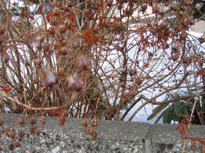 f:id:atarou:20100315055321j:image