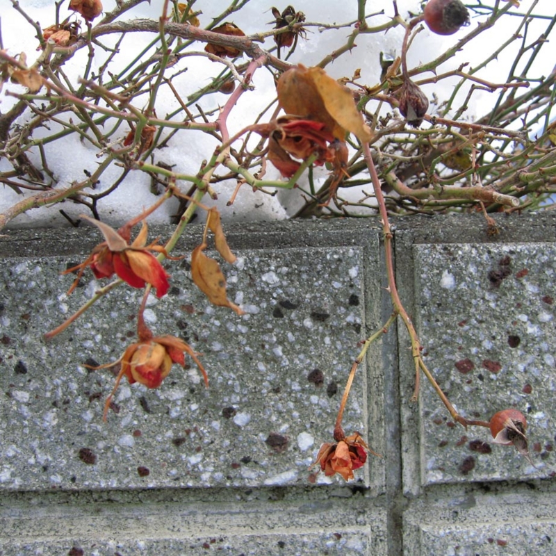 f:id:atarou:20100316184453j:image