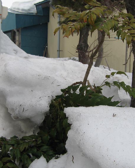 f:id:atarou:20100317051218j:image