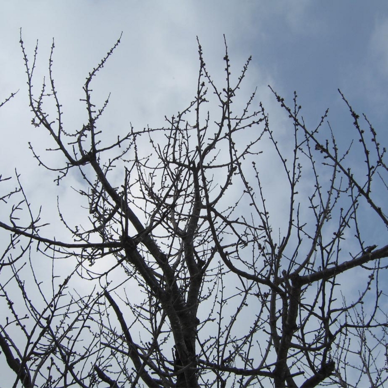 f:id:atarou:20100317195022j:image