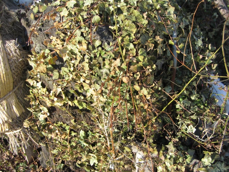 f:id:atarou:20100318215057j:image