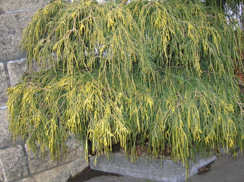 f:id:atarou:20100321055819j:image