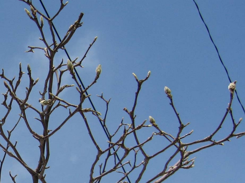 f:id:atarou:20100322040619j:image