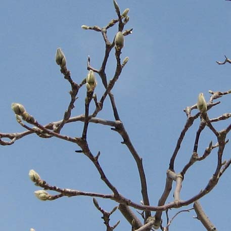 f:id:atarou:20100322040621j:image