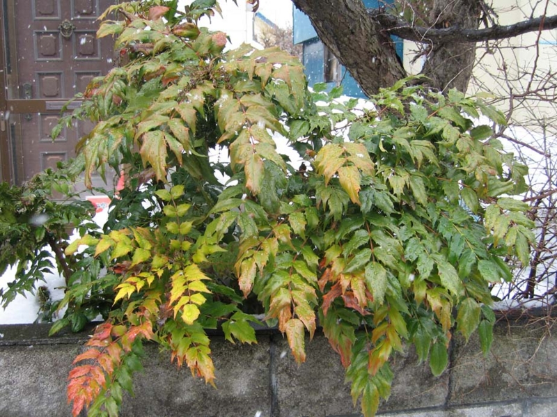 f:id:atarou:20100324053054j:image
