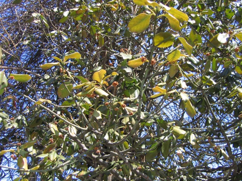 f:id:atarou:20100325061335j:image