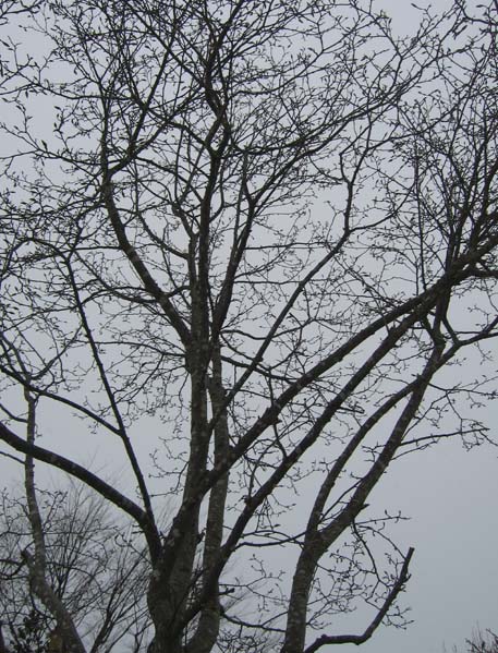 f:id:atarou:20100326055926j:image