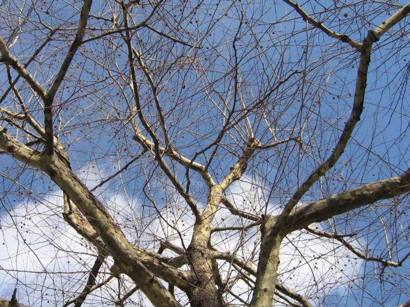 f:id:atarou:20100327041258j:image