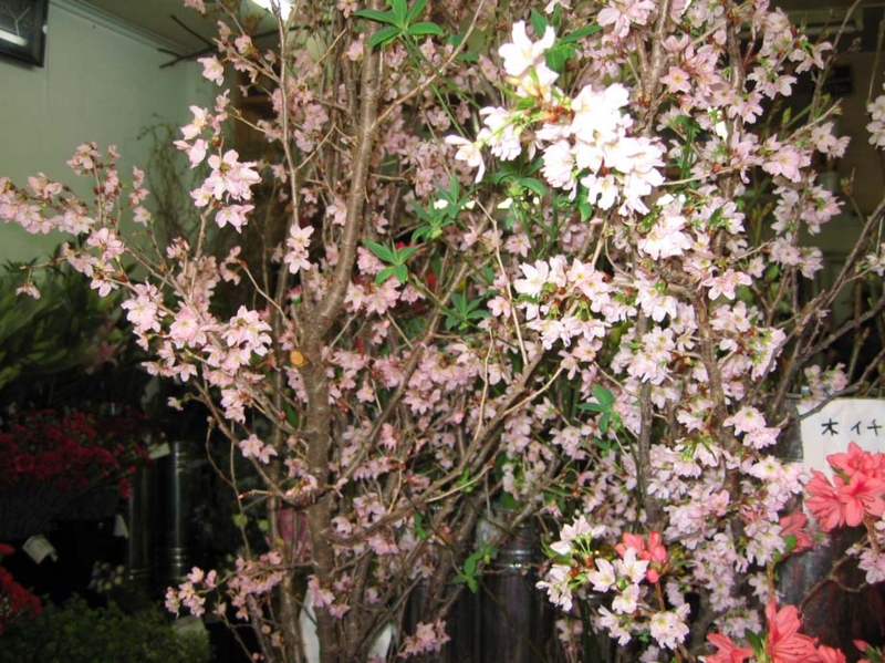 f:id:atarou:20100327045438j:image