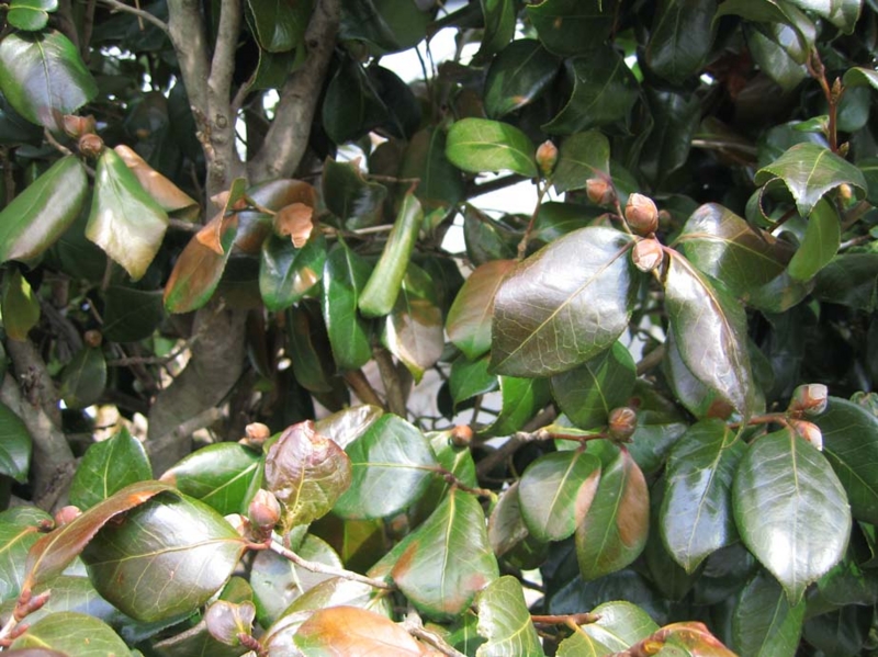 f:id:atarou:20100328163010j:image