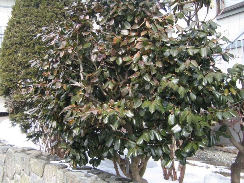 f:id:atarou:20100328163014j:image