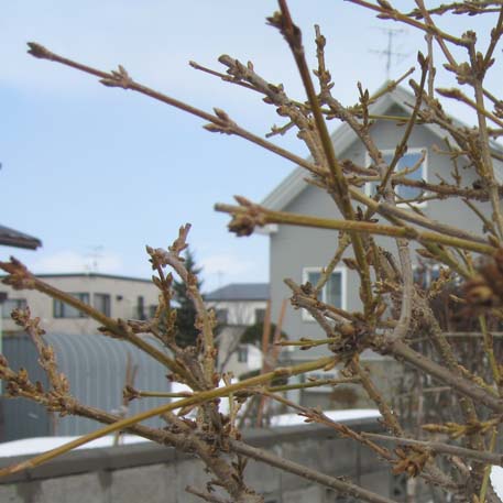 f:id:atarou:20100329060418j:image