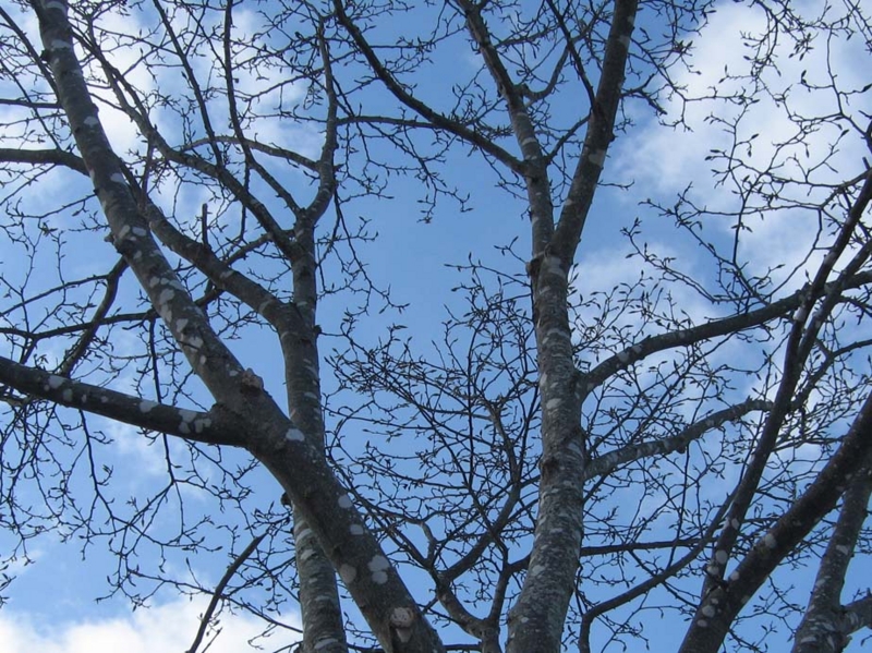 f:id:atarou:20100330053519j:image