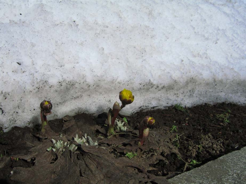 f:id:atarou:20100330192638j:image