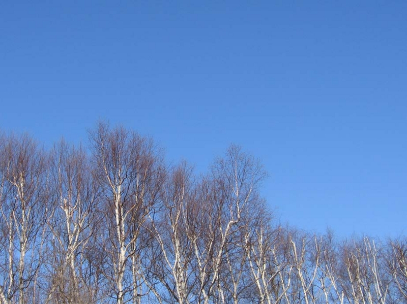 f:id:atarou:20100331044404j:image