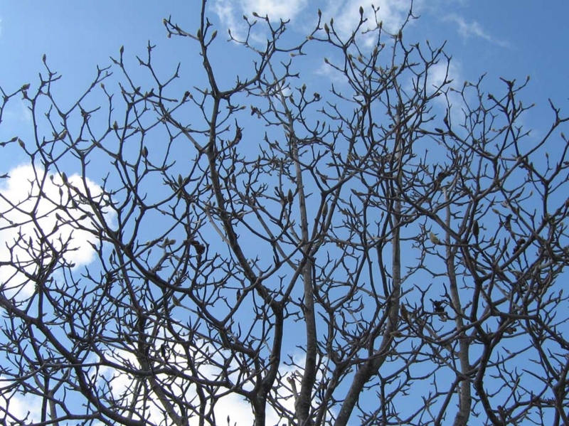 f:id:atarou:20100331044405j:image