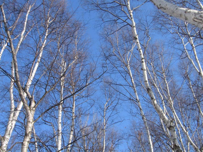 f:id:atarou:20100331044807j:image