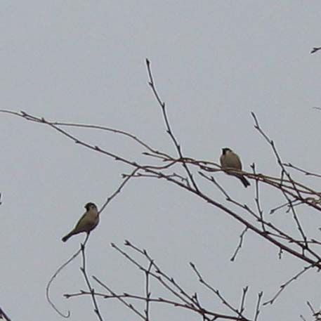 f:id:atarou:20100406061243j:image