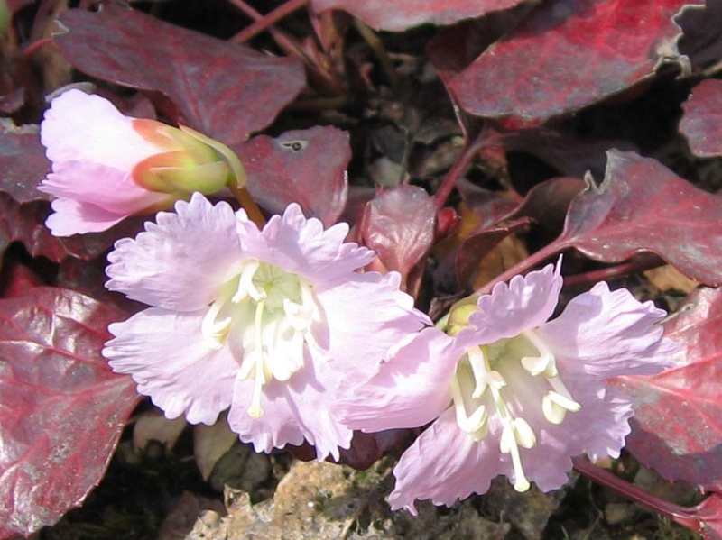 f:id:atarou:20100506192741j:image