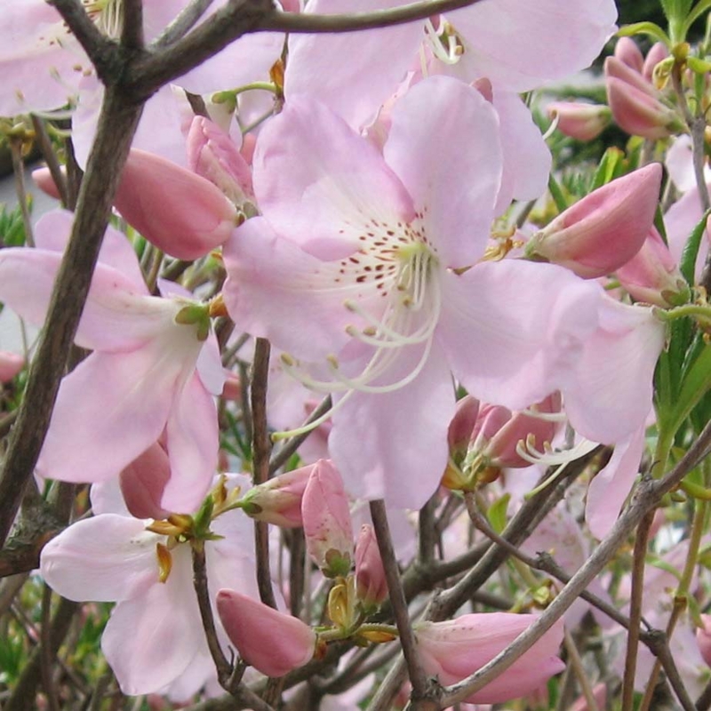 f:id:atarou:20100521053005j:image