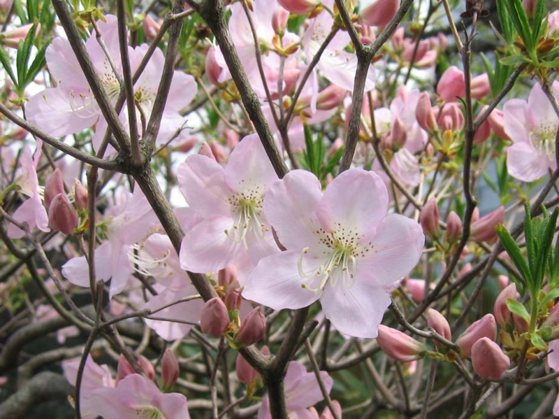 f:id:atarou:20100521054353j:image