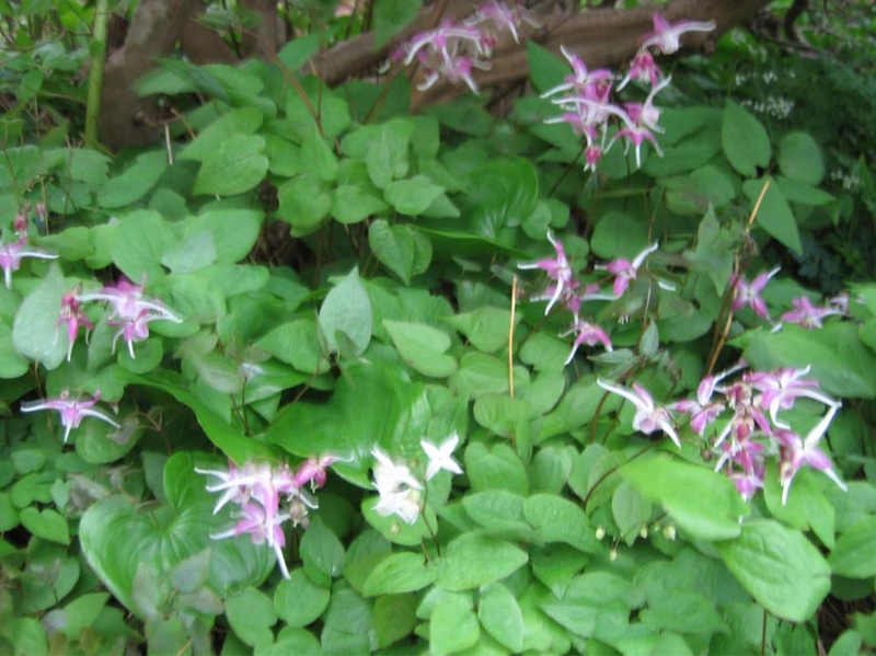 f:id:atarou:20100521054647j:image