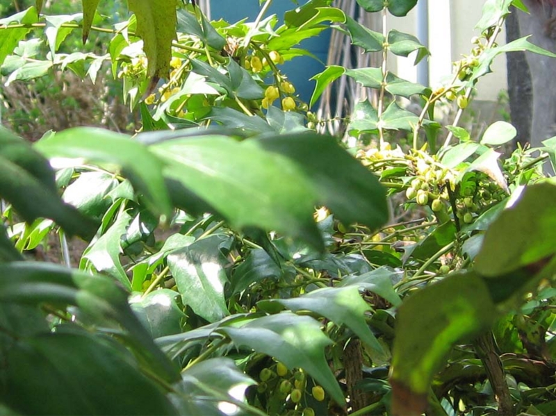 f:id:atarou:20100521062328j:image